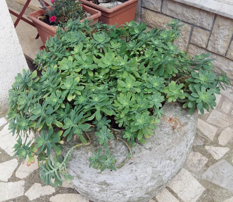 Apartments Anica Rovinj Kültér fotó